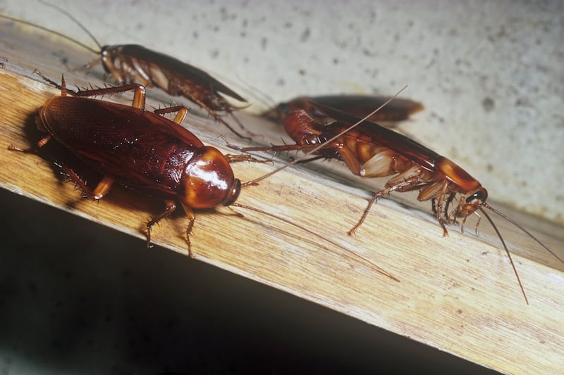 galleries/2012/07/12/the-scariest-cockroaches-on-earth-giant-burrowing-more-photos/cockroaches-naples-italy-nadeau_ub1zuy