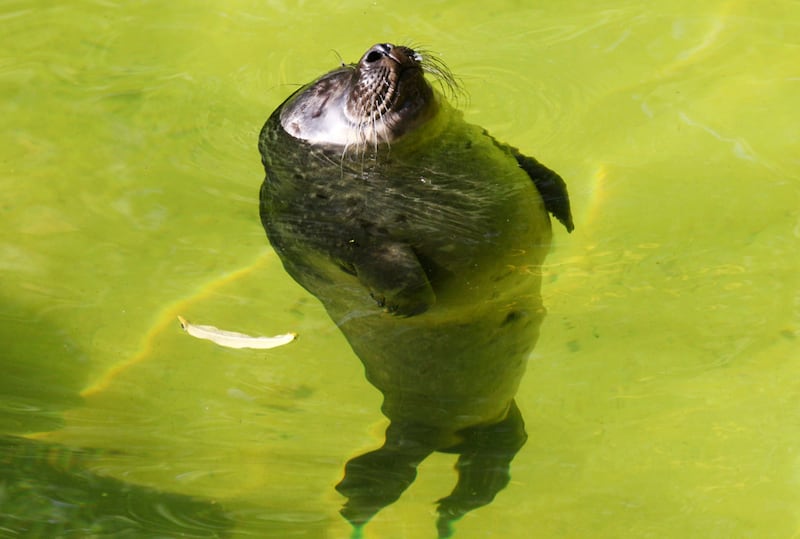 galleries/2011/05/05/cute-seals/cute-seals-3_dtcd3p