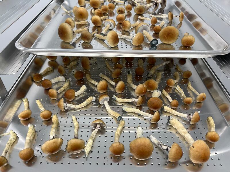 Mushroom cultivation at Optimi.