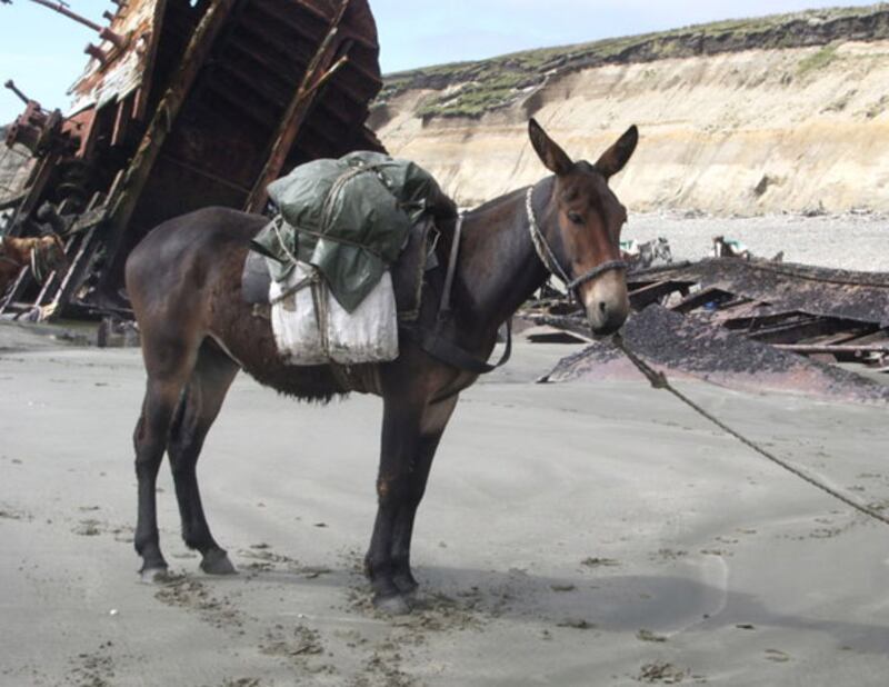 galleries/2012/01/05/amazing-and-bizarre-hybrid-animals-shark-liger-zebroid-and-more-photos/hybrid-animal-gal-mule_byfxc8