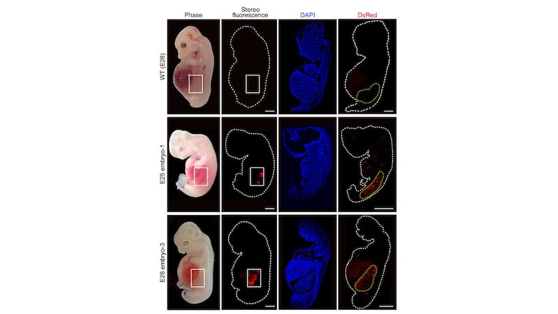 A photo including a figure example of Humanized Kidney Cells inside an Pig Embryo