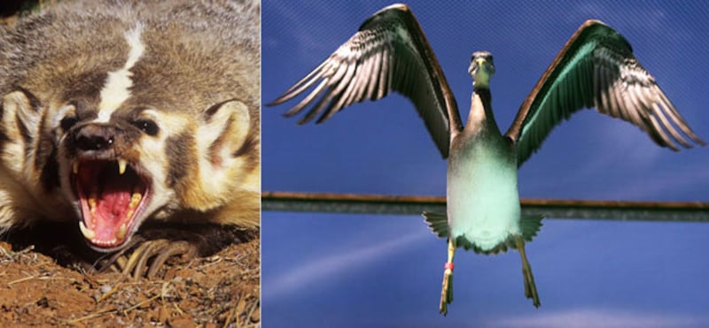 galleries/2010/04/22/animal-face-offs/animal-face-off---badger-pelican_mikq8z