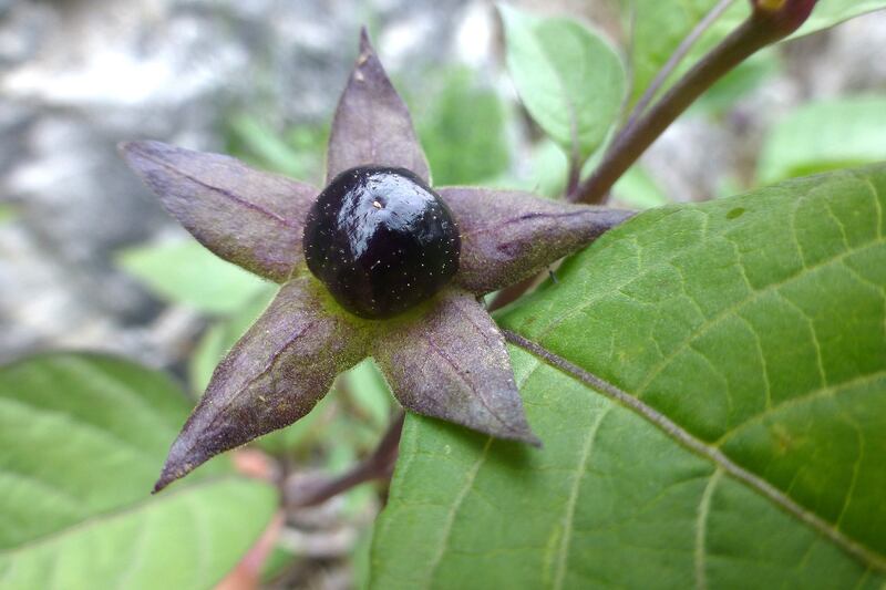 Nightshade plant