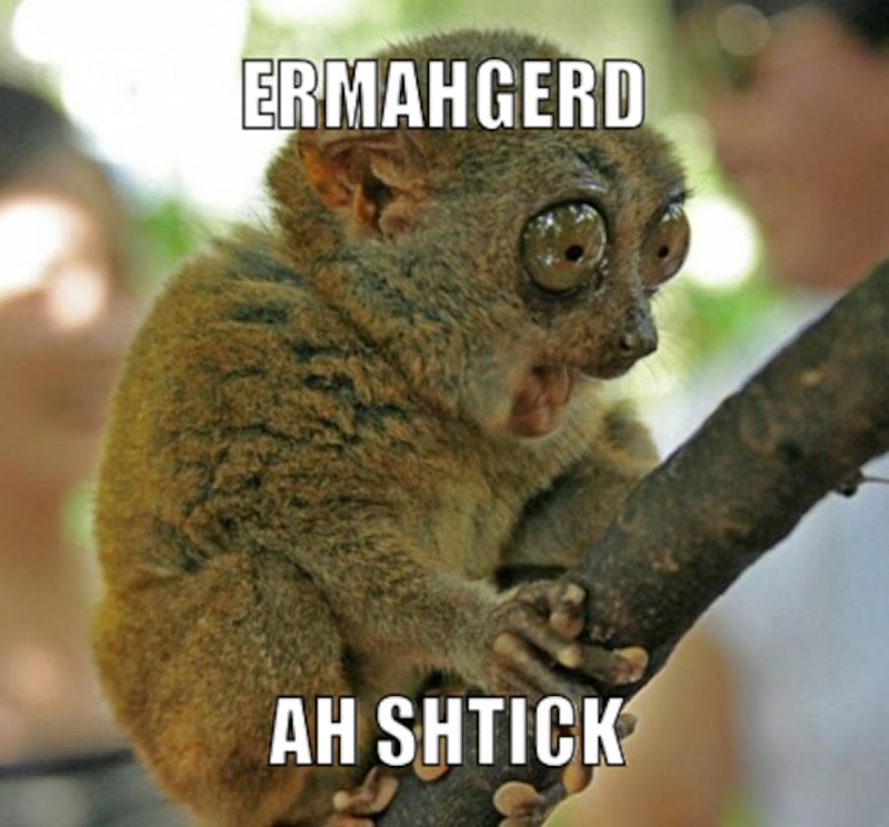 galleries/2012/06/23/meme-of-the-week-ermahgerd-animals/meme-of-the-week-ermahgerd-animals-3_cd2xjl