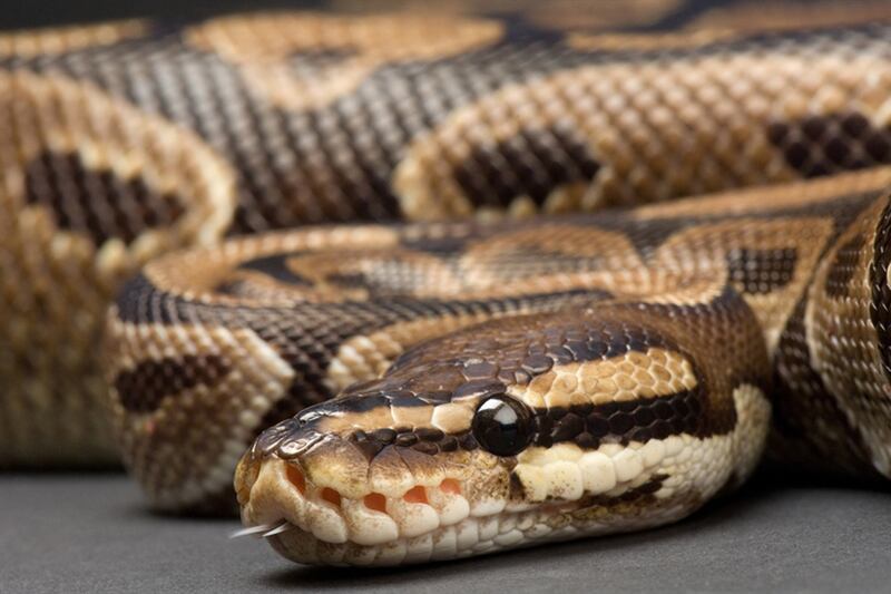 galleries/2011/07/07/mexican-inmate-in-suitcase-falcon-egg-more-of-the-craziest-smuggling-attempts/smuggling-pythons_hharf9