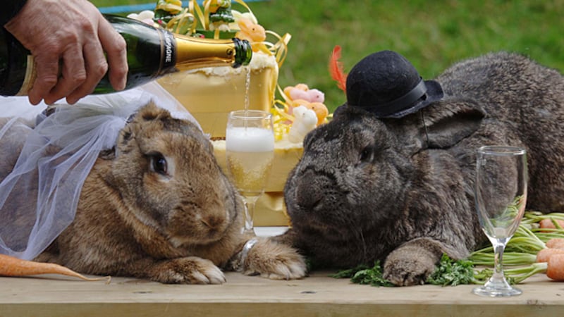 galleries/2011/04/21/rabbits-in-costumes/rabbits-in-costume-6_xgpbov