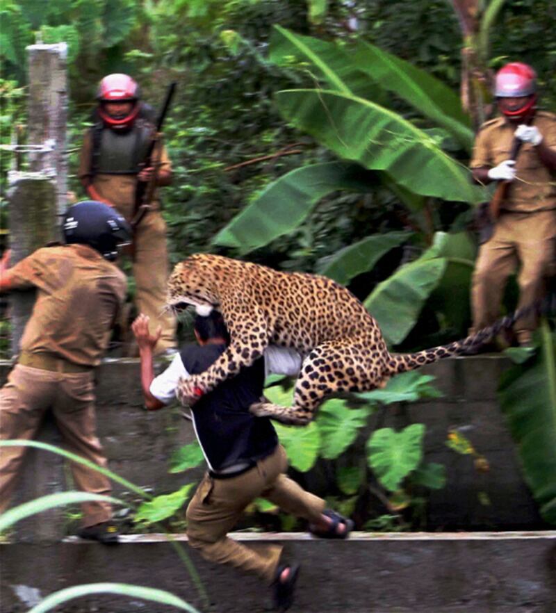 galleries/2011/07/20/leopard-attack-in-india/leopard-attack1_asnptu