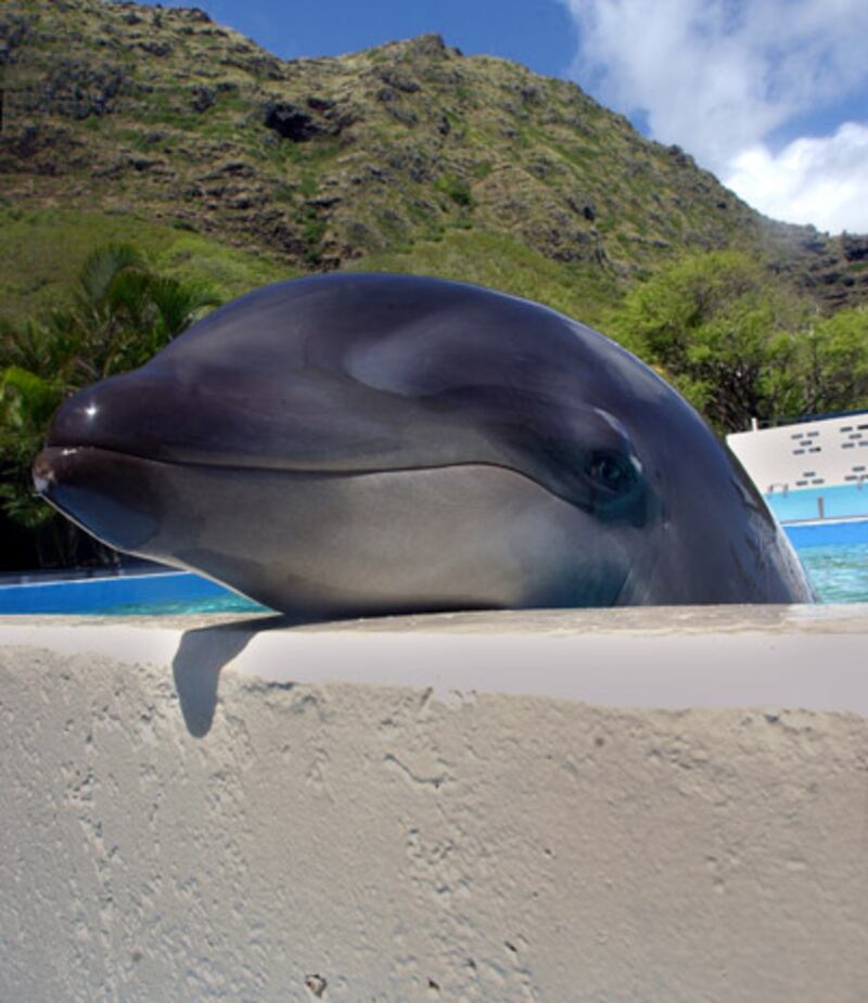 galleries/2012/01/05/amazing-and-bizarre-hybrid-animals-shark-liger-zebroid-and-more-photos/hybrid-animal-gal-wholphin_vehbbc