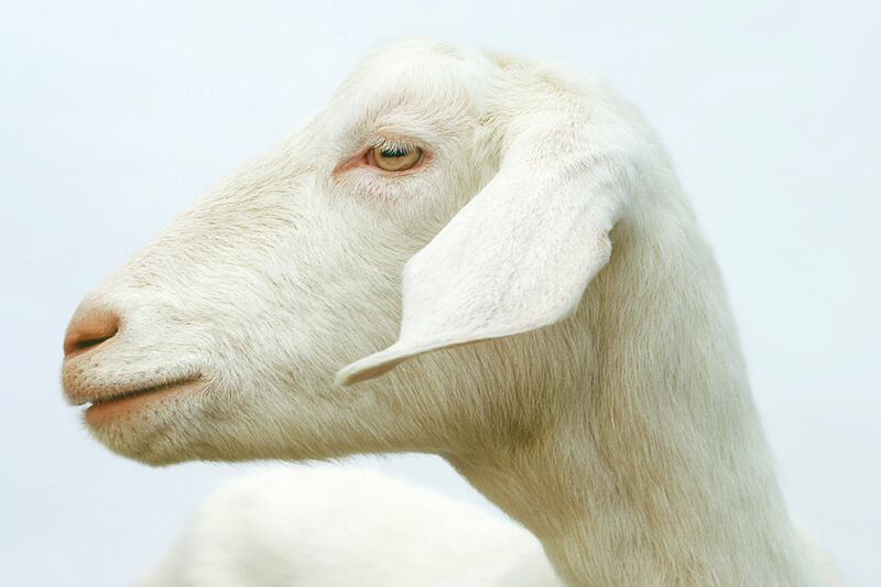 galleries/2012/02/16/goats-have-accents-and-other-strange-goat-facts-photos/goat-facts-pupils_vdbvg5