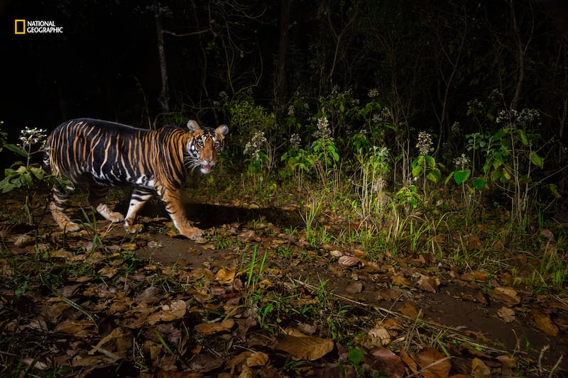 National Geographic best pictures of the year