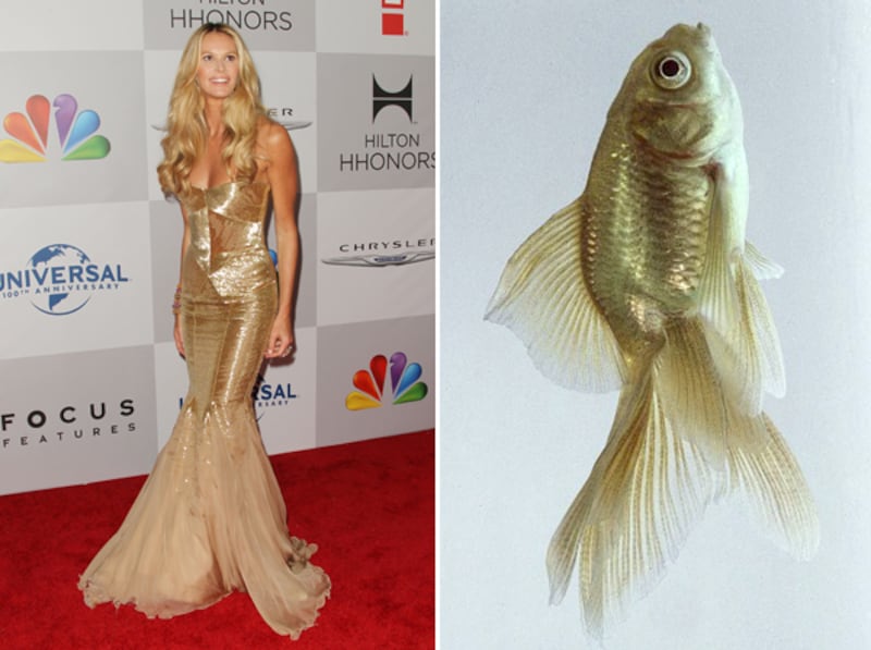 galleries/2012/01/17/fishtail-dresses-at-the-golden-globes-and-the-fish-that-inspired-them-photos/fishtails-elle-veiltail_ai1cvs