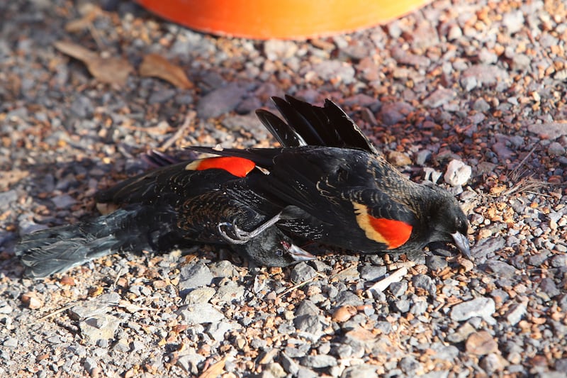 galleries/2011/09/21/nasa-satellite-falling-to-earth-and-other-objects-falling-from-sky-photos/sky-falling-dead-birds-falling_iyqkdr