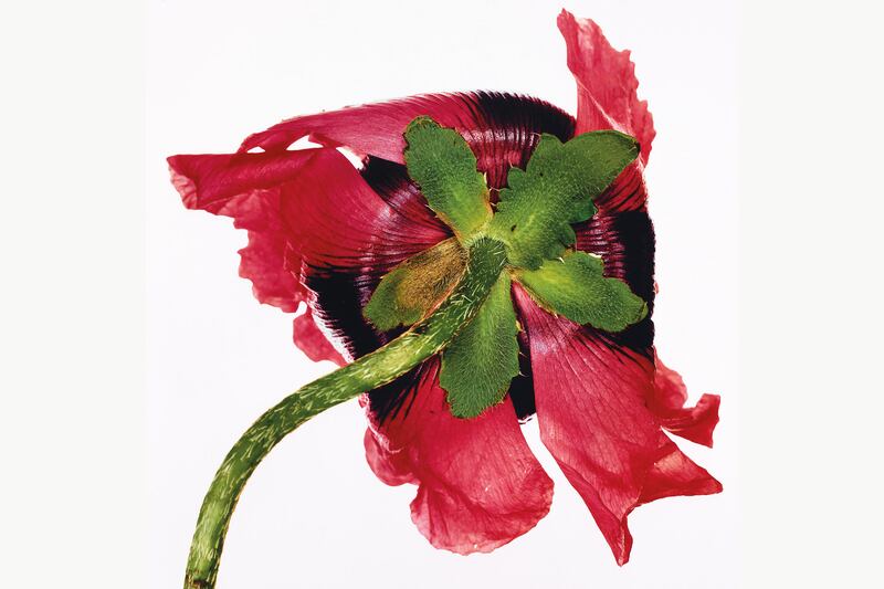 galleries/2017/04/18/irving-penn-centennial/170417-Single-Oriental-Poppy-tease_hjx8uh