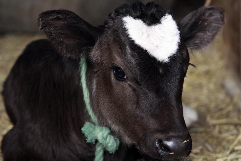 galleries/2012/02/11/animals-with-heart-shaped-marks-photos/heart-shapes-cow_kforuh