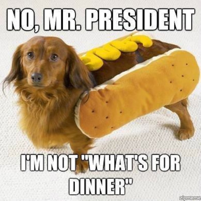 galleries/2012/04/21/meme-of-the-week-obama-eats-dog-photos/obamadog-9_ltegmk