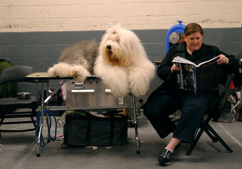 galleries/2011/02/14/2011-westminster-dog-show/westminster-dogs---old-english-sheepdogs_yupm3d