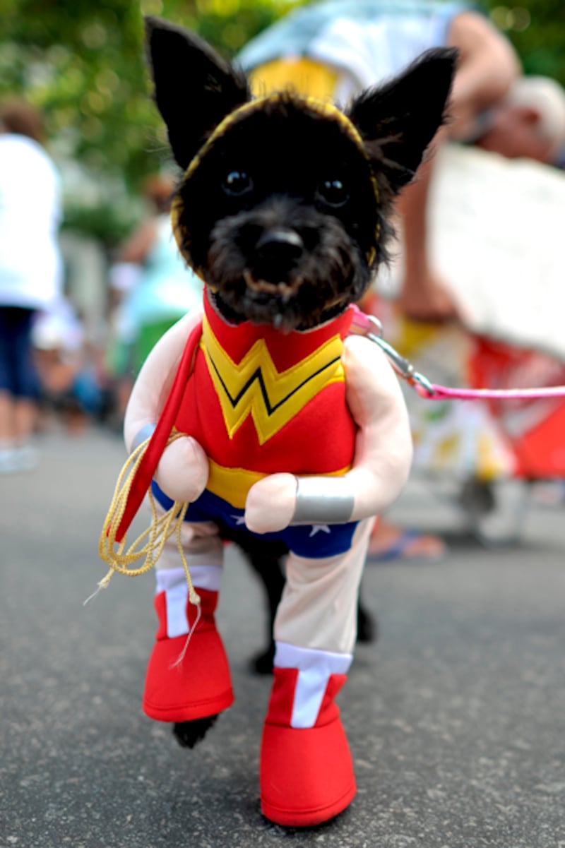 galleries/2012/02/21/dogs-celebrate-carnival-and-mardi-gras-photos/mardi-gras-dog-parades-solomon-06_j65vqk