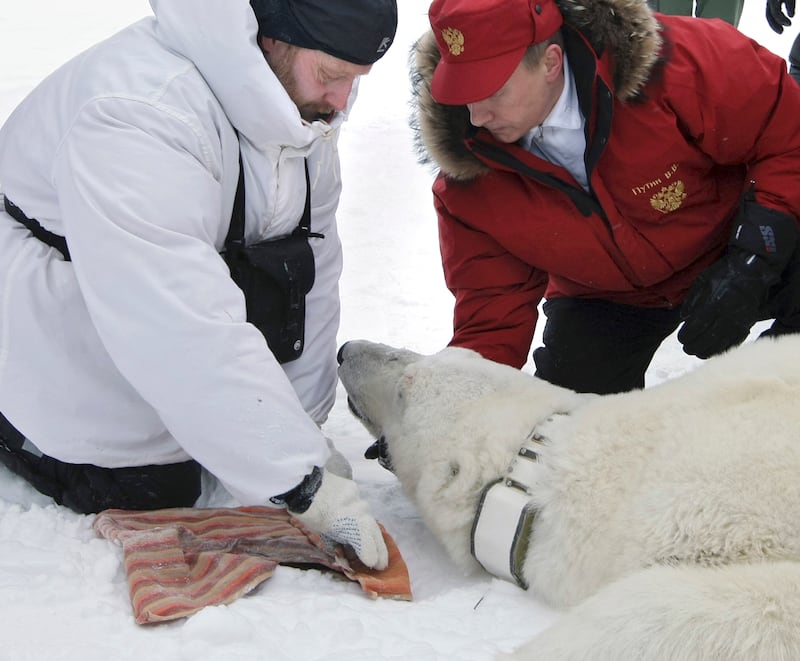 galleries/2013/09/05/17-photos-of-putin-schmoozing-with-animals-photos/130904-putin-polar-bear_sxqsf9