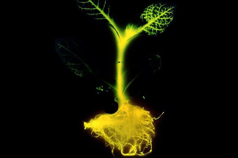 articles/2013/08/18/plants-that-glow-in-the-dark-spark-heated-debate/130816-glowing-plant-tease_pvrpjv