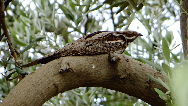 230406-vidal-palestinian-birders-embed-04_upitpw