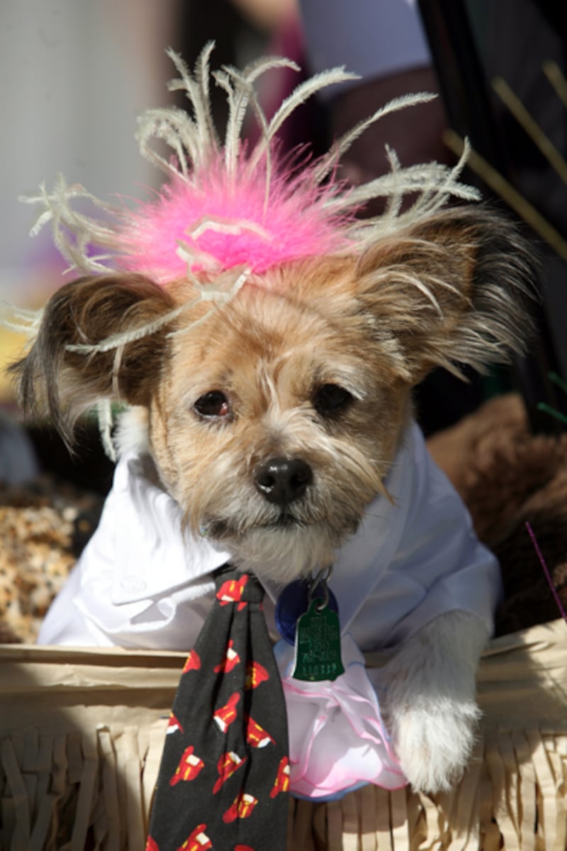 galleries/2012/02/21/dogs-celebrate-carnival-and-mardi-gras-photos/mardi-gras-dog-parades-solomon-08_oiwbps