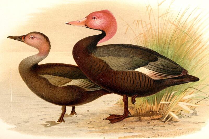 galleries/2013/03/19/10-species-we-d-like-to-see-come-back-from-extinct/130319-extinct-species-gallery-pink-headed-duck_uwn0vu