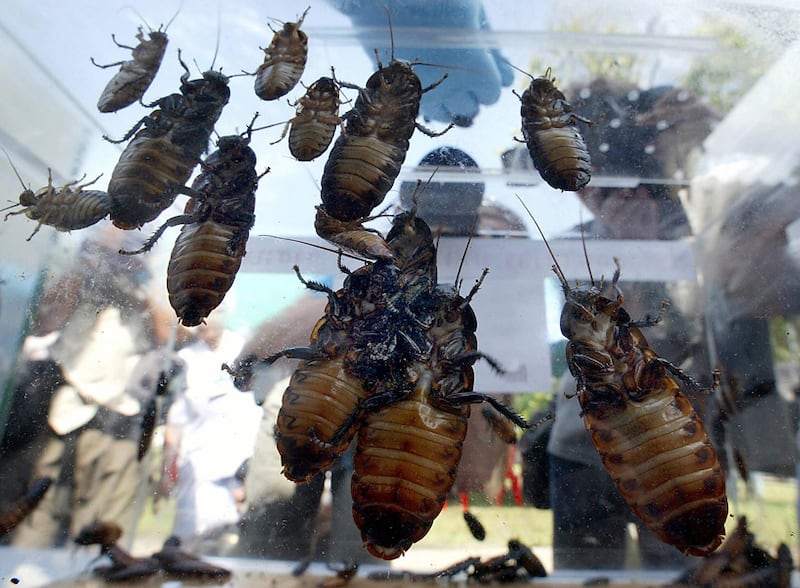 galleries/2012/07/12/the-scariest-cockroaches-on-earth-giant-burrowing-more-photos/giant-roaches-madagascar-hissing-roach_zeihct