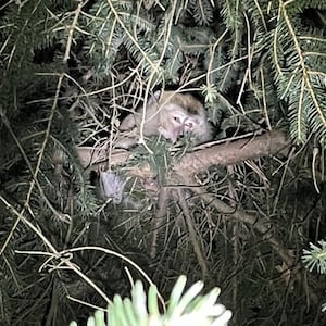 monkeys-in-tree3_dcwemb