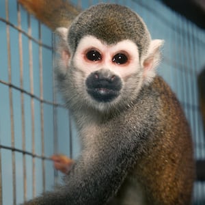 Monkeys in a research lab.