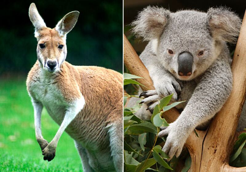 galleries/2010/11/28/animal-iqs/animal-iqs---kangaroos-koalas_qztqag