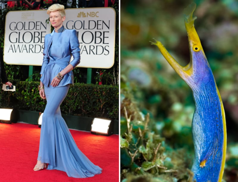 galleries/2012/01/17/fishtail-dresses-at-the-golden-globes-and-the-fish-that-inspired-them-photos/fishtails-swinton-ribbon-eel_xxihvi