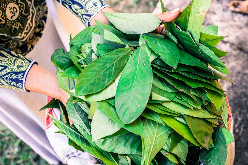 Leaves of the plant are prepared and cut for the preparation of Ayahuasca tea.