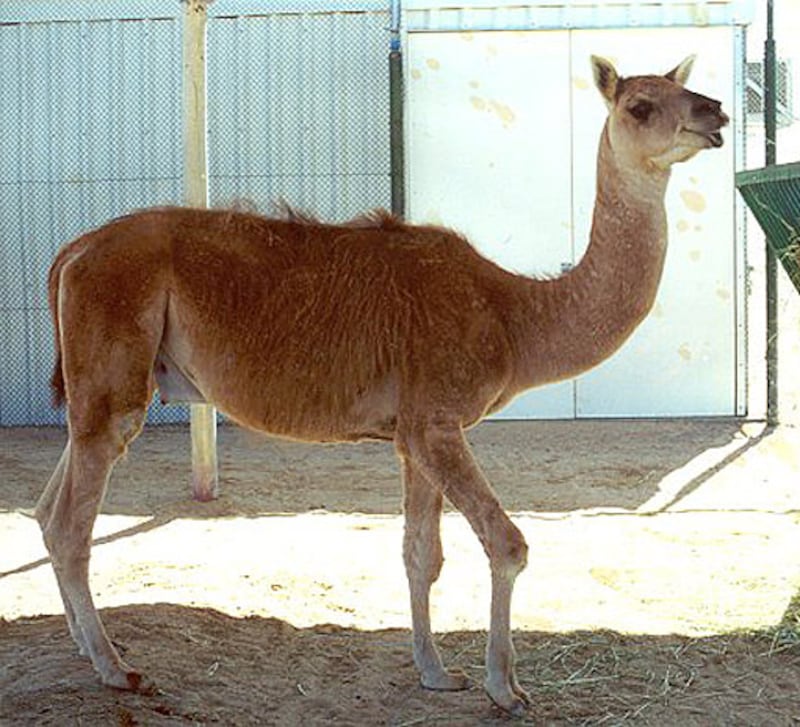 galleries/2012/01/05/amazing-and-bizarre-hybrid-animals-shark-liger-zebroid-and-more-photos/hybrid-animal-gal-cama_hziudz