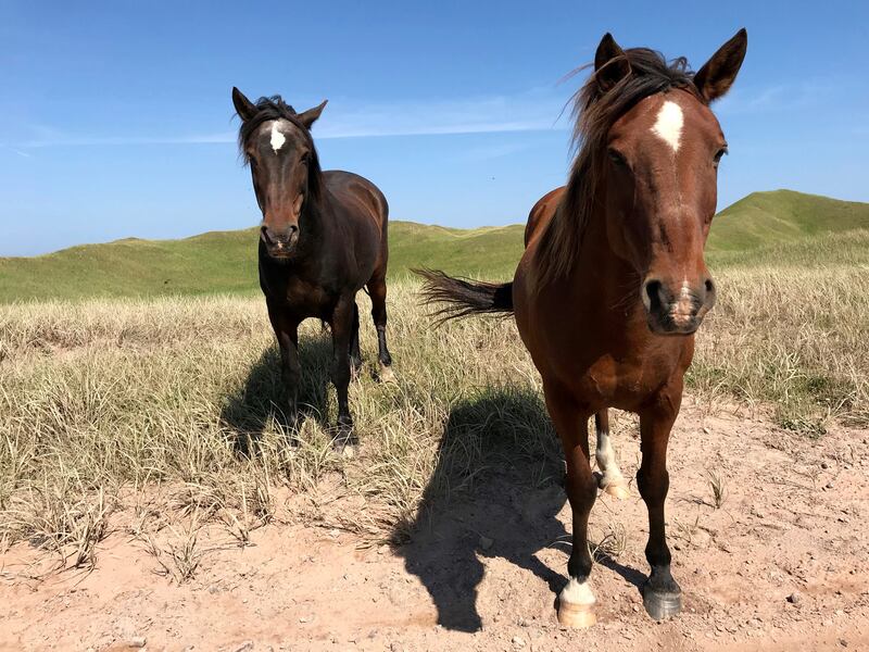 Horses-on-the-isthmus-CREDIT-Jennifer-Bain_yvm5yw