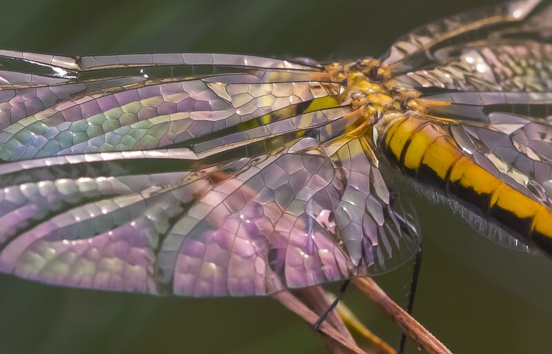 articles/2015/06/15/astronomer-pieter-van-dokkum-photographs-dragonflies-up-close-and-personal/150614-wortman-dragonflies-embed2_nsdf5o