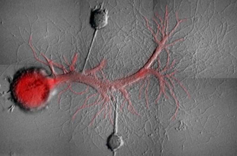 Two sensory neurons plated with a single motor neuron 