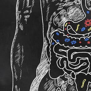 170714-offift-intestinal-microbiome-tease_bpvs63