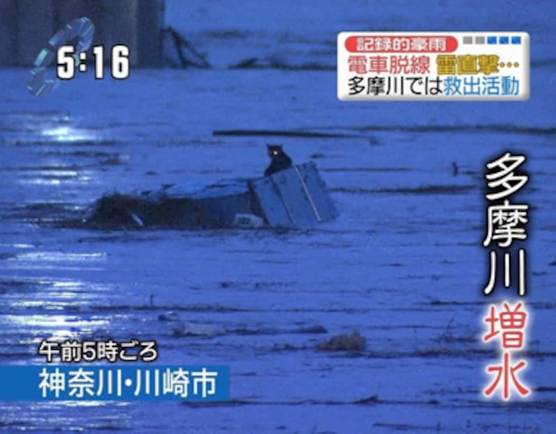 articles/2011/03/11/shocking-videos-and-photos-from-the-2011-japan-earthquake-and-tsunami/ries-japan-twitter---cat_akud3i