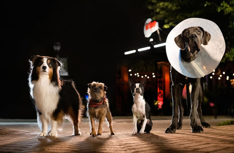 A still from ‘Strays’ that shows four dogs of different sizes standing next to each other