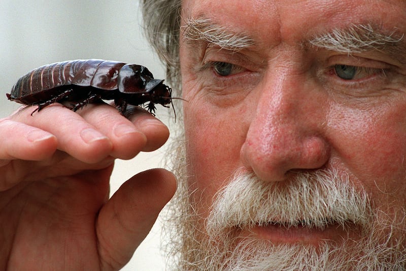 galleries/2012/07/12/the-scariest-cockroaches-on-earth-giant-burrowing-more-photos/giant-roaches-rhinocerous_kwsbsl