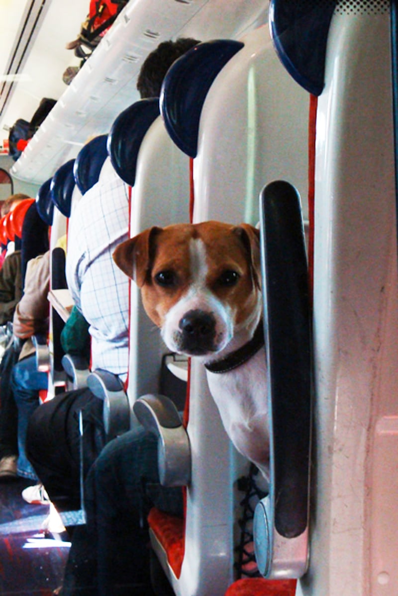 galleries/2013/08/23/dogs-on-trains-photos/130822-dogs-on-trains-1_cleydb