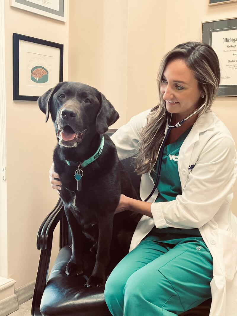 A black labrador sits in a chair next to a female veterinarian. 