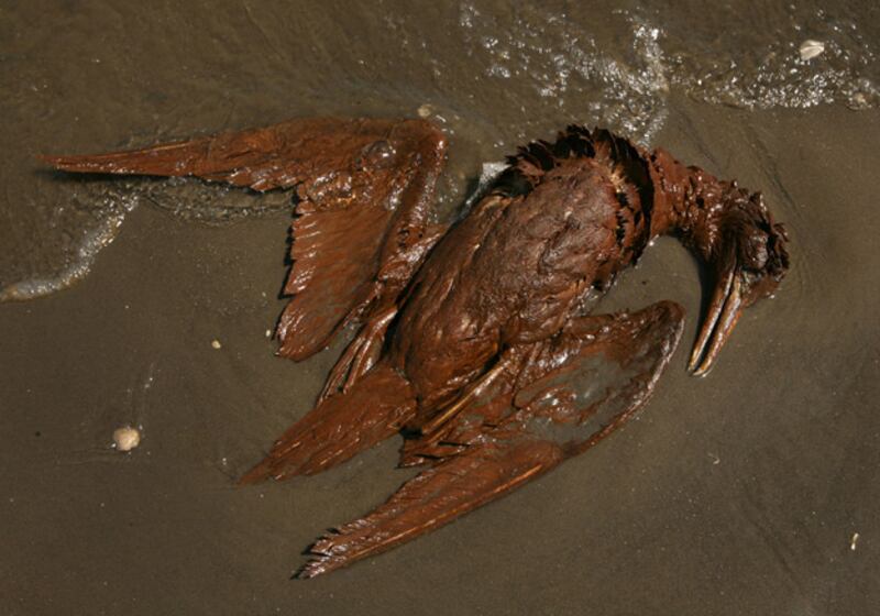 galleries/2010/05/26/shocking-oil-spill-scenes/dramatic-oil-spill---5_suawlm