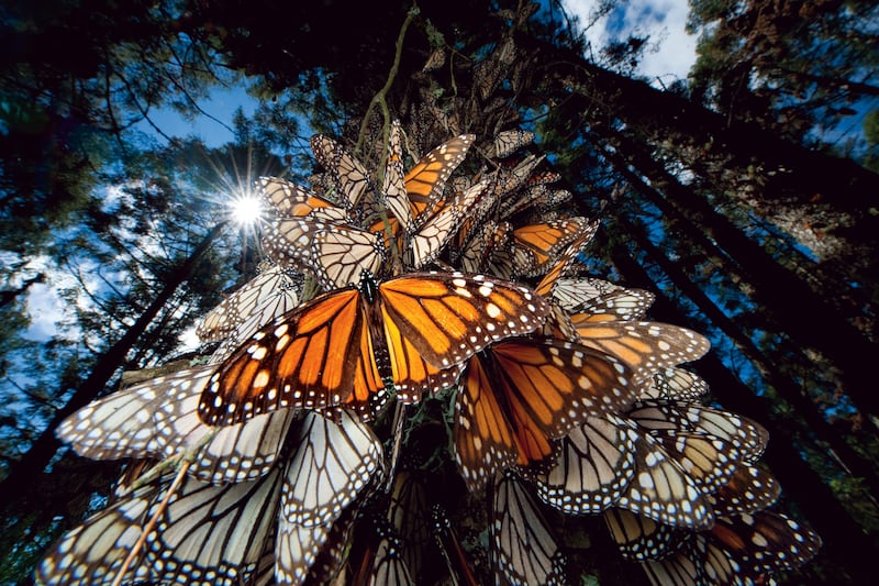 galleries/2014/04/22/the-effing-awesomeness-of-earth/sublime-nature-butterflies_xfyttk