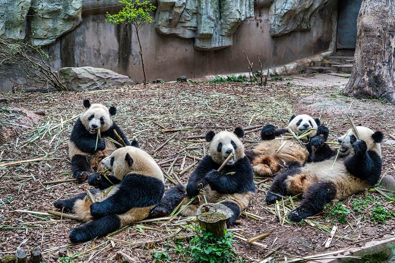 Chengdu Research Base of Panda Breeding 