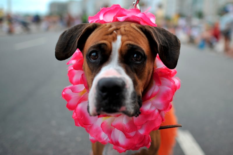 galleries/2012/02/21/dogs-celebrate-carnival-and-mardi-gras-photos/mardi-gras-dog-parades-solomon-05_lcecrw