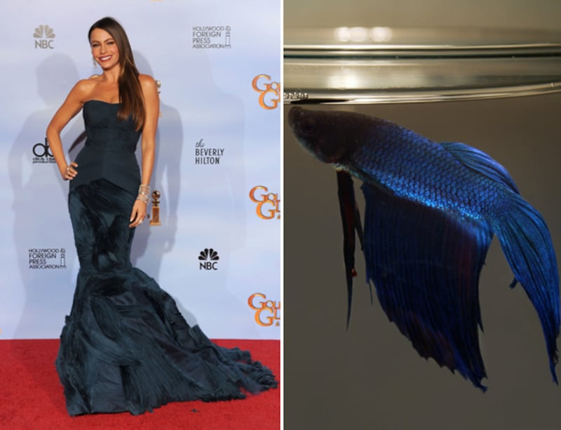 galleries/2012/01/17/fishtail-dresses-at-the-golden-globes-and-the-fish-that-inspired-them-photos/fishtails-vergara-blue-betta_h2agsf