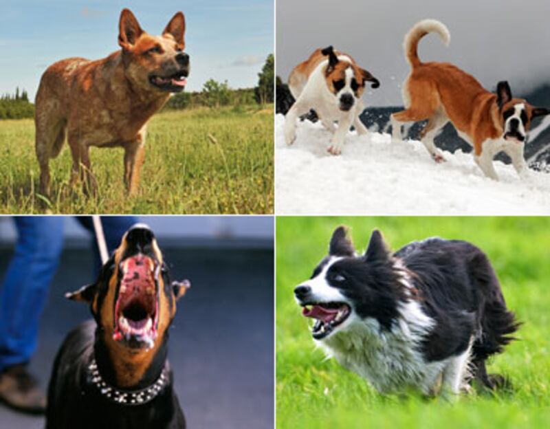 articles/2010/11/01/dangerous-dogs-ranked-by-breed-pit-bulls-chows-chows-lead/dangerous-dogs_137302_gw90ft