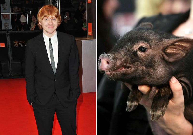 galleries/2011/06/16/weirdest-celebrity-pets/rupert-grint-teacup-pig_cln738