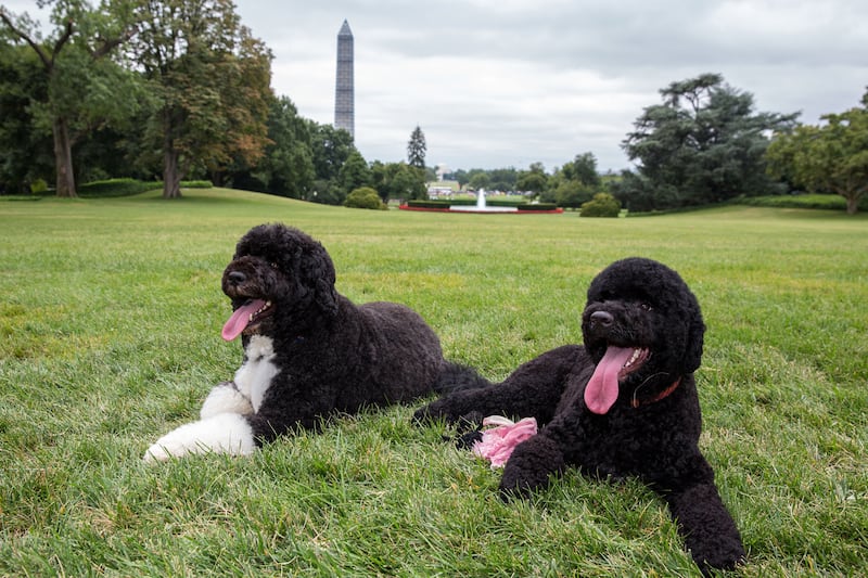 articles/2013/08/21/sunny-s-debut-bo-s-bubble-the-undogly-life-of-a-presidential-pet/130821-bo-khuly-tease_spk9pv